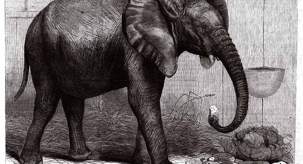 Cleaning Up After the Elephant in the Room